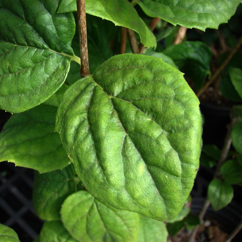 Philadelphus (x) virginalis Minnesota Snowflake (Foliage)