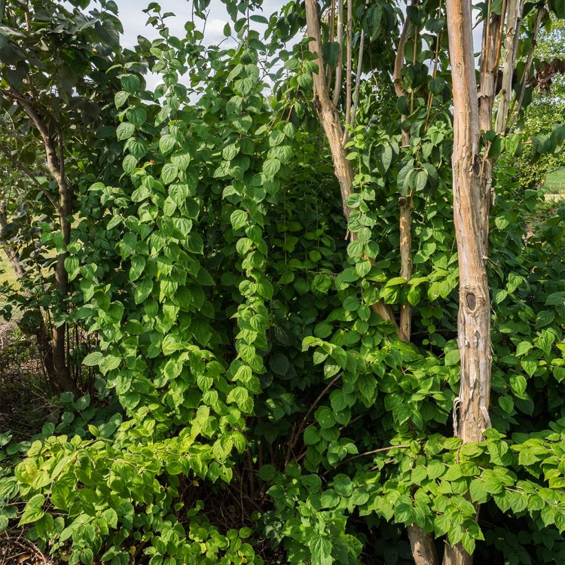 Philadelphus (x) virginalis Minnesota Snowflake (Plant habit)