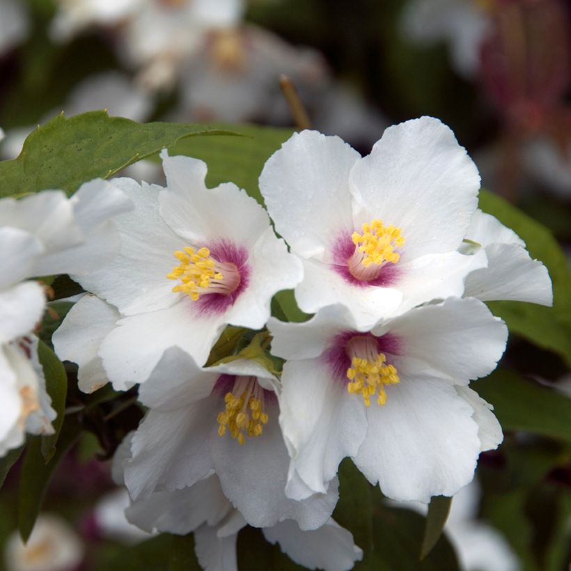 Philadelphus  Beauclerk (Flowering)