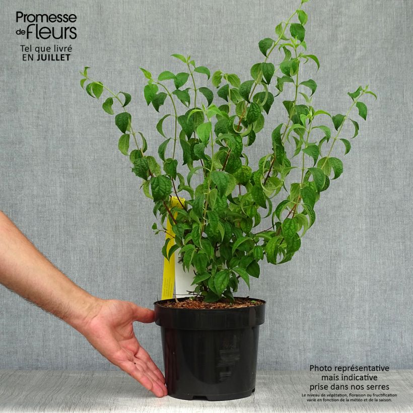 Philadelphus  Beauclerk 2L/3L pot sample as delivered in summer
