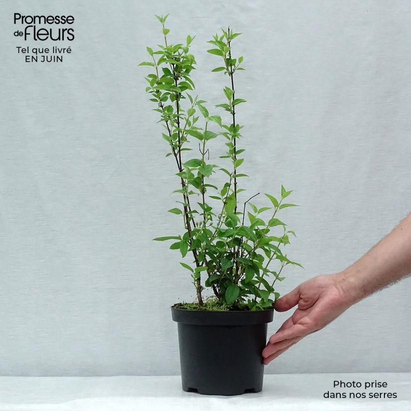 Philadelphus Frosty Morn - Mock Orange 3L/4L pot sample as delivered in summer