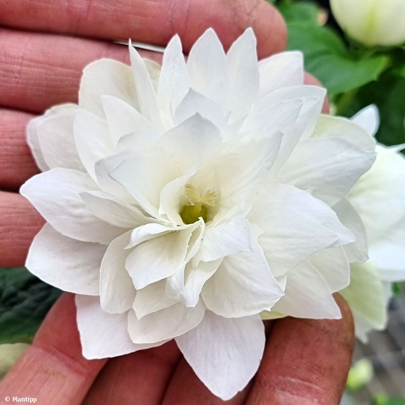 Philadelphus Pearls of Perfume - Mock Orange (Flowering)