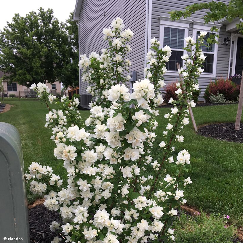 Philadelphus Pearls of Perfume - Mock Orange (Plant habit)