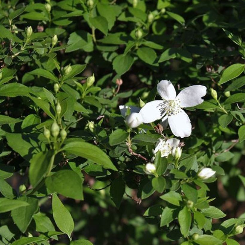 Philadelphus lemoinei Silberregen - Mock Orange (Foliage)