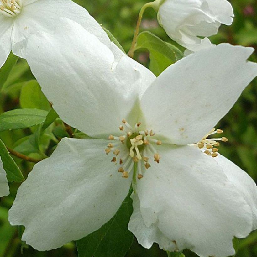 Philadelphus lemoinei Silberregen - Mock Orange (Flowering)