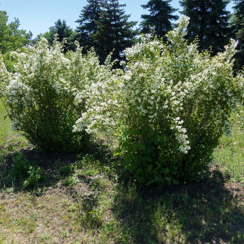 Philadelphus lemoinei Silberregen - Mock Orange (Plant habit)