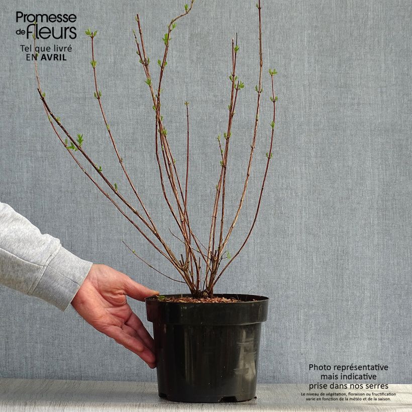 Philadelphus polyanthus Mont Blanc - Mock Orange sample as delivered in spring
