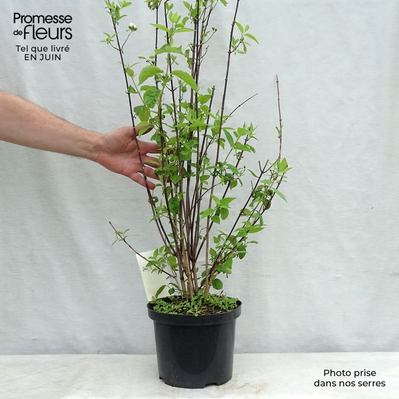 Philadelphus virginalis Natchez - Mock Orange 4L/5L pot sample as delivered in summer