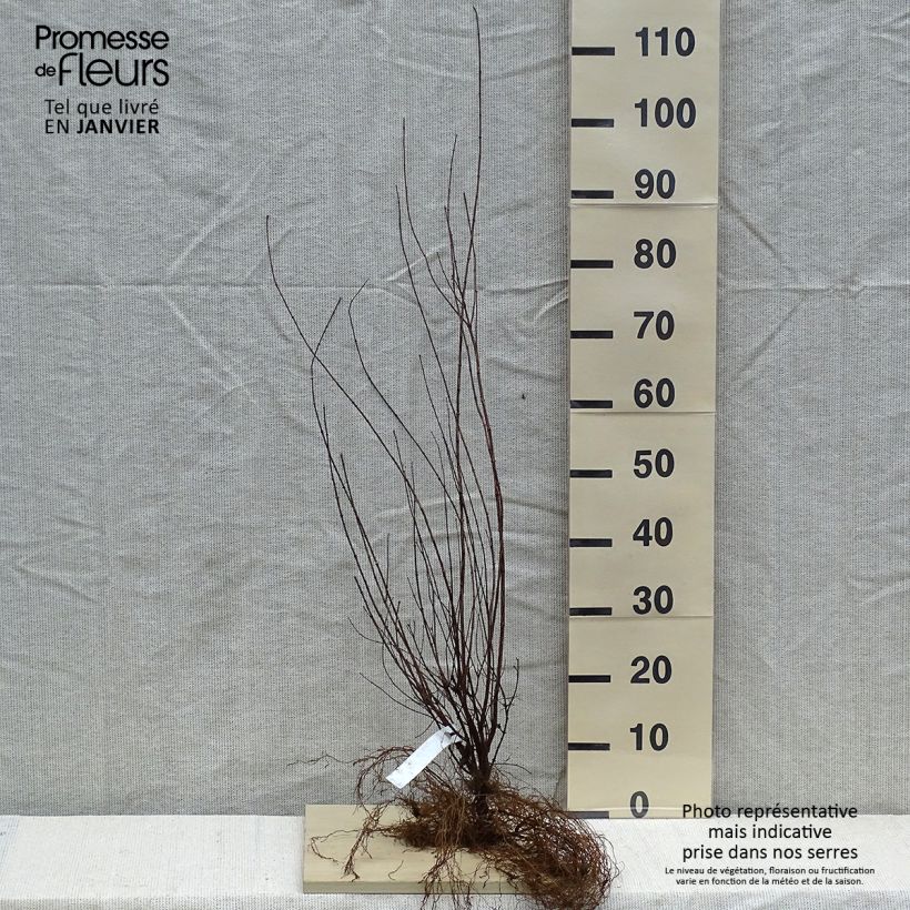 Philadelphus lemoinei - Mock Orange Bare root sample as delivered in winter