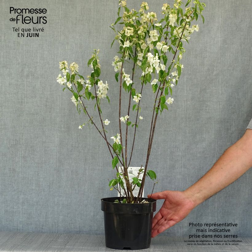 Philadelphus Innocence - Mock Orange 3L/4L pot sample as delivered in summer