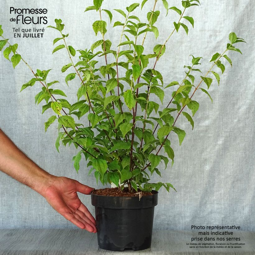 Philadelphus Belle Etoile - Mock Orange 3L/4L pot sample as delivered in summer