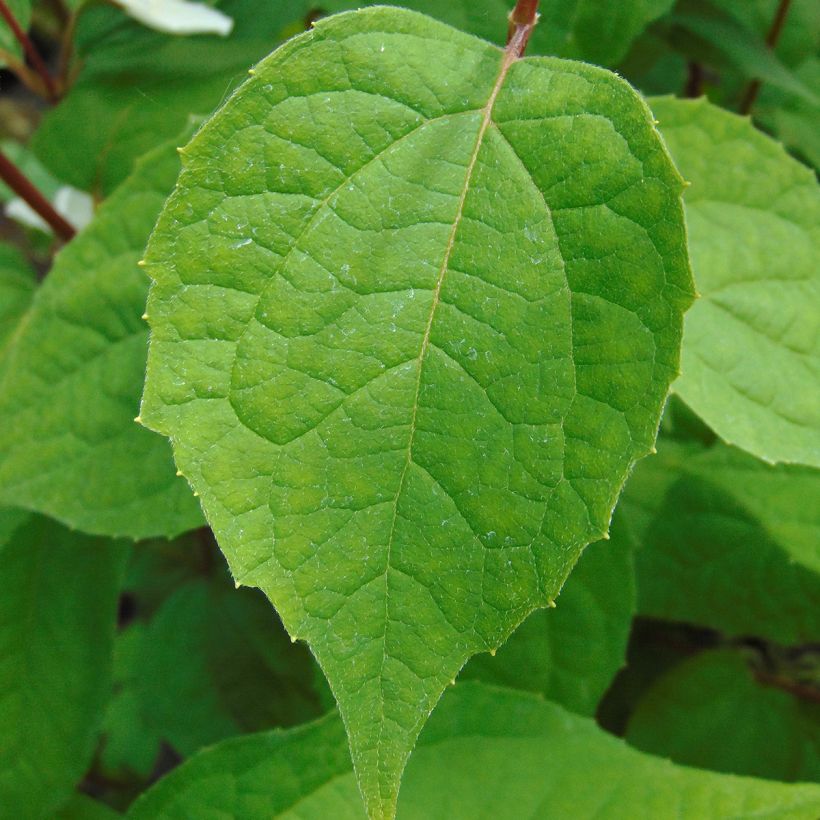 Philadelphus Starbright - Mock Orange (Foliage)