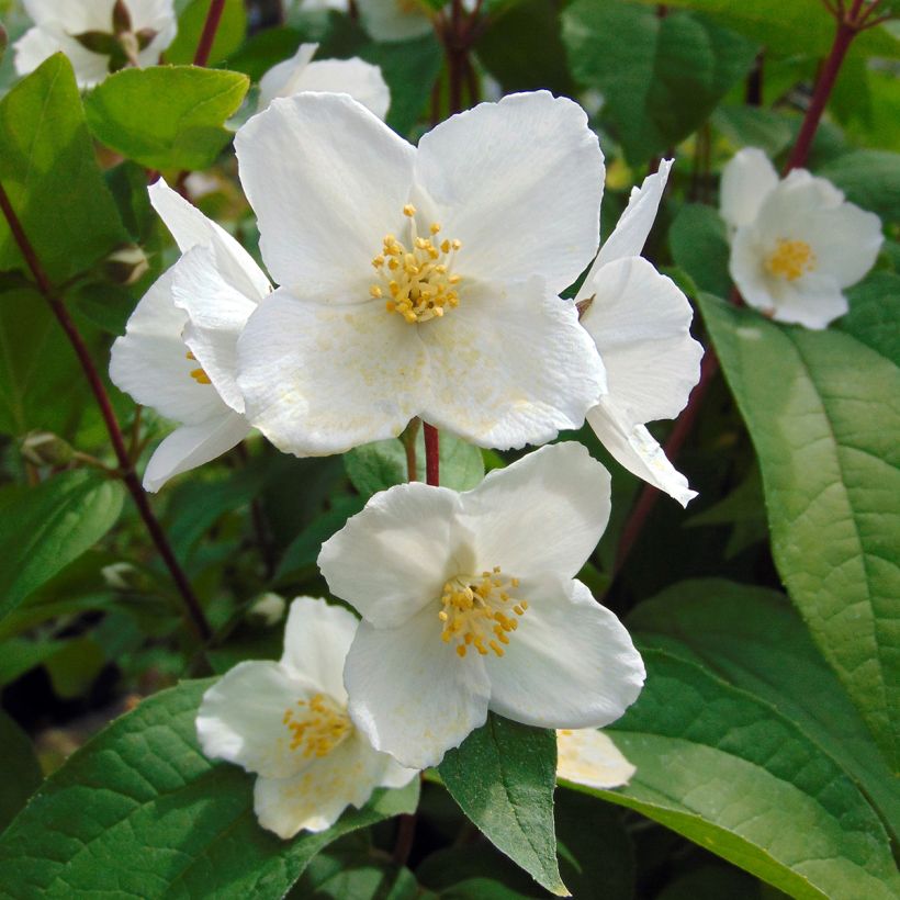 Philadelphus Starbright - Mock Orange (Flowering)