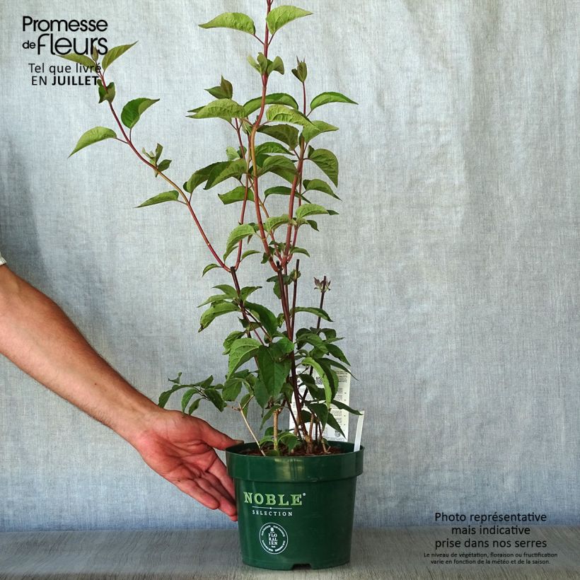 Philadelphus Starbright - Mock Orange 3L/4L pot sample as delivered in summer