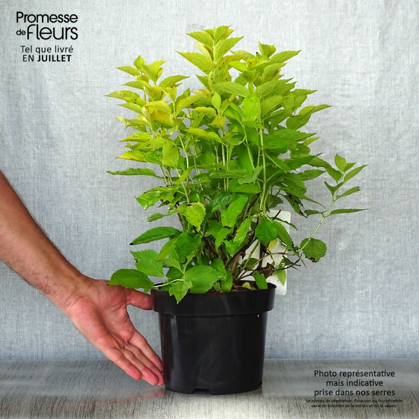 Philadelphus coronarius Aureus - Mock Orange 2L/3L pot sample as delivered in summer