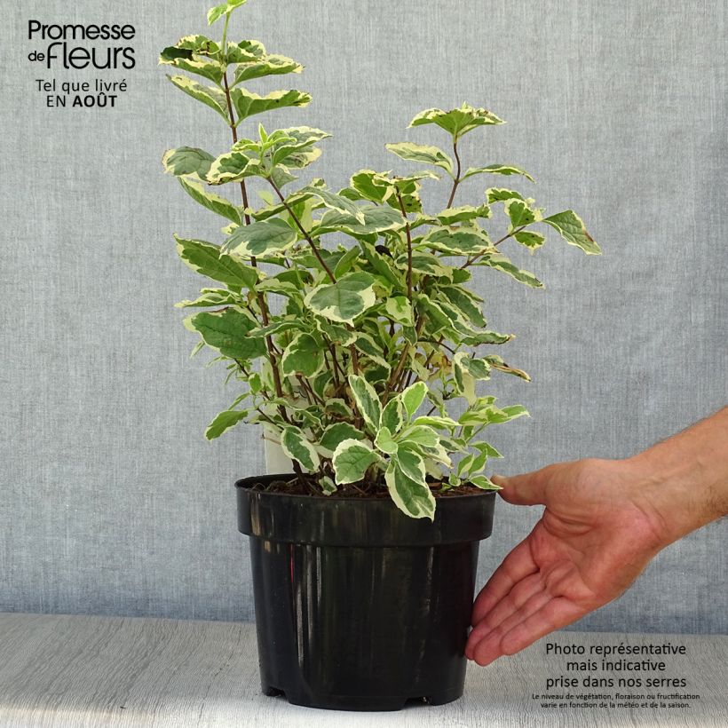 Philadelphus coronarius Variegatus - Mock Orange 3L/4L pot sample as delivered in summer