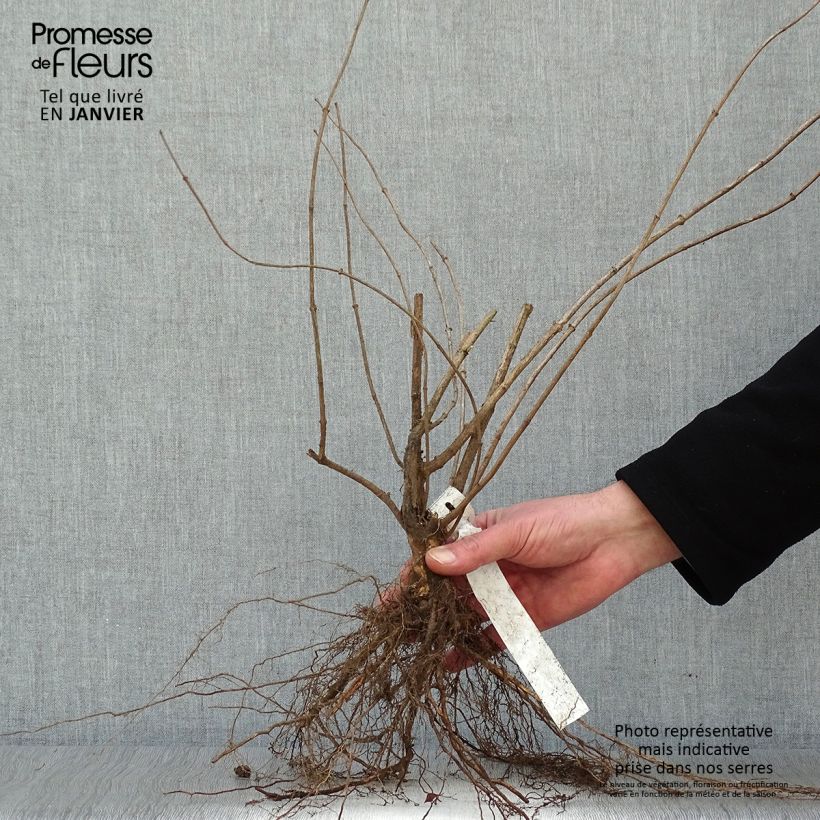 Philadelphus coronarius - Mock Orange Bare root sample as delivered in winter