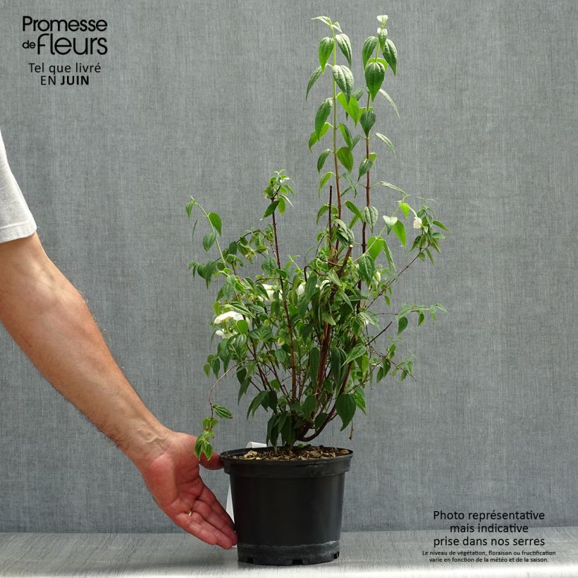 Philadelphus mexicanus - Mock Orange 3L/4L pot sample as delivered in summer