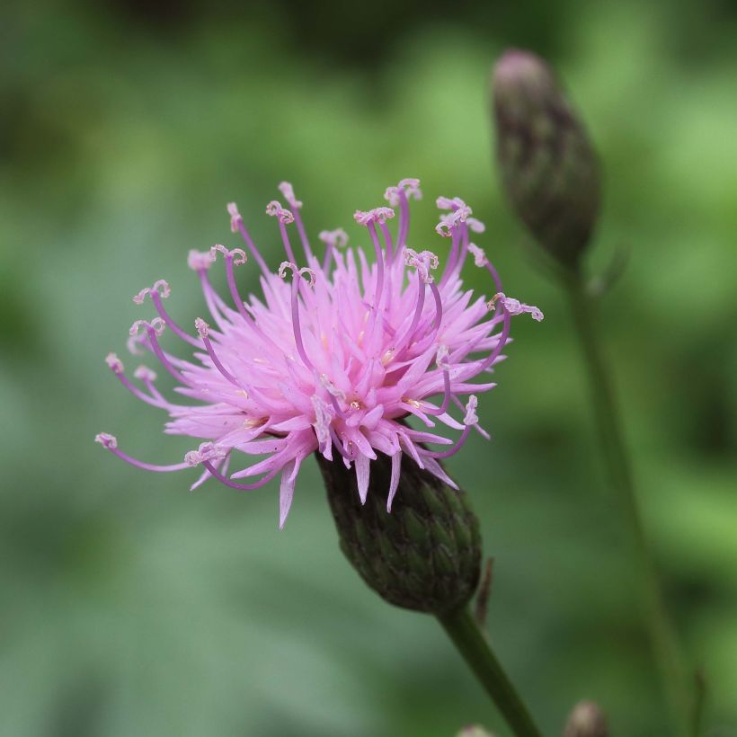 Serratula tinctoria var. seoanei (Flowering)