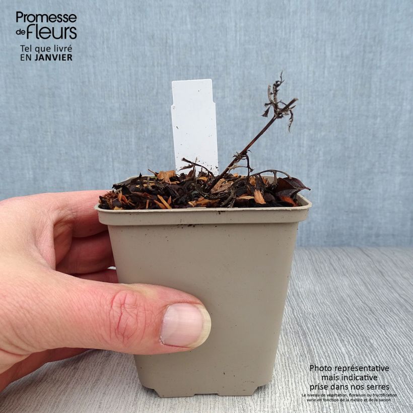 Serratula seoanei 8/9 cm pot sample as delivered in winter