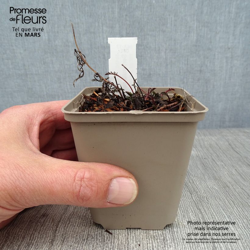 Serratula tinctoria var. seoanei 8/9 cm pot sample as delivered in winter