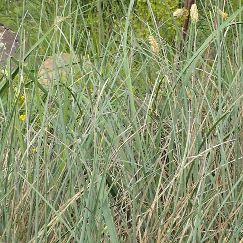 Sesleria argentea (Foliage)