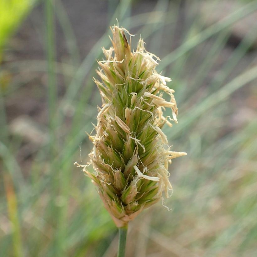 Sesleria argentea (Flowering)