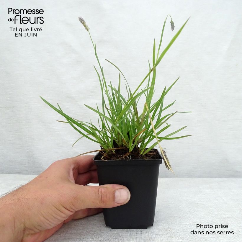 Sesleria argentea 8/9 cm pot sample as delivered in summer