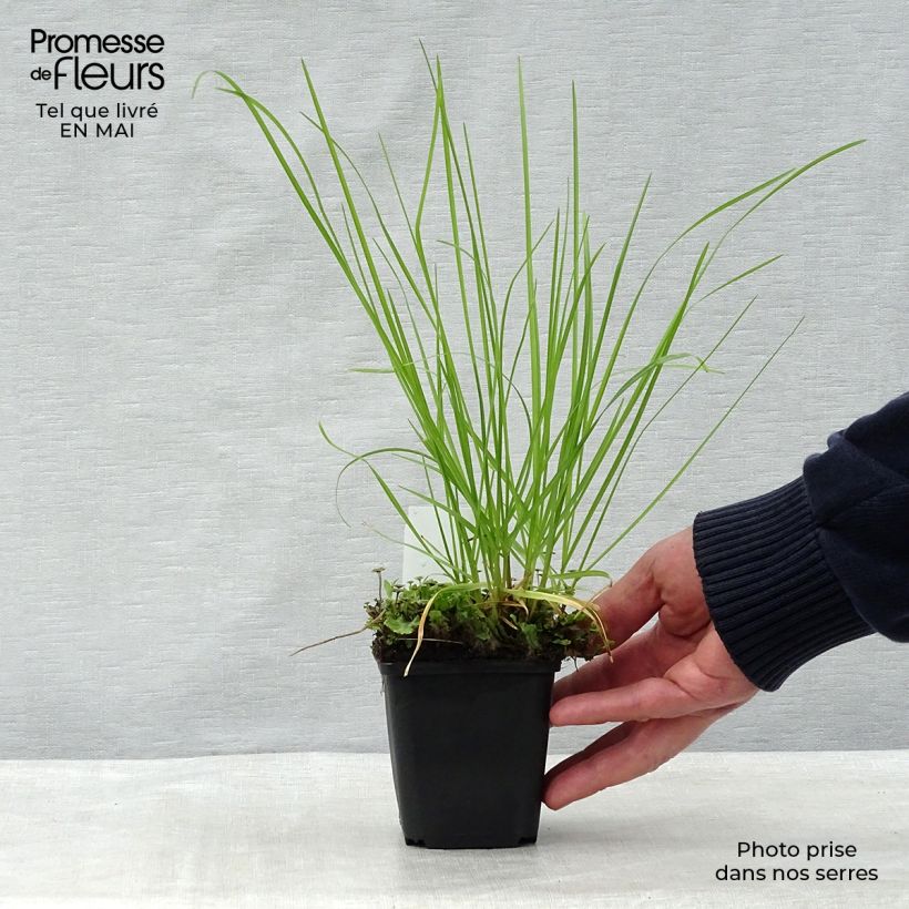 Sesleria autumnalis sample as delivered in spring