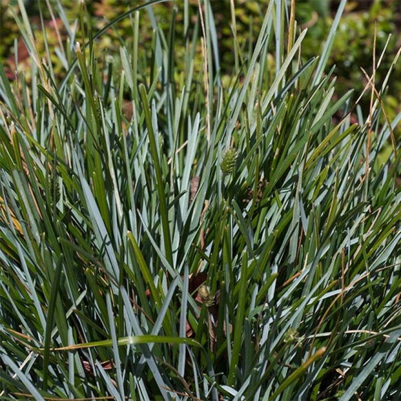 Sesleria caerulea (Foliage)