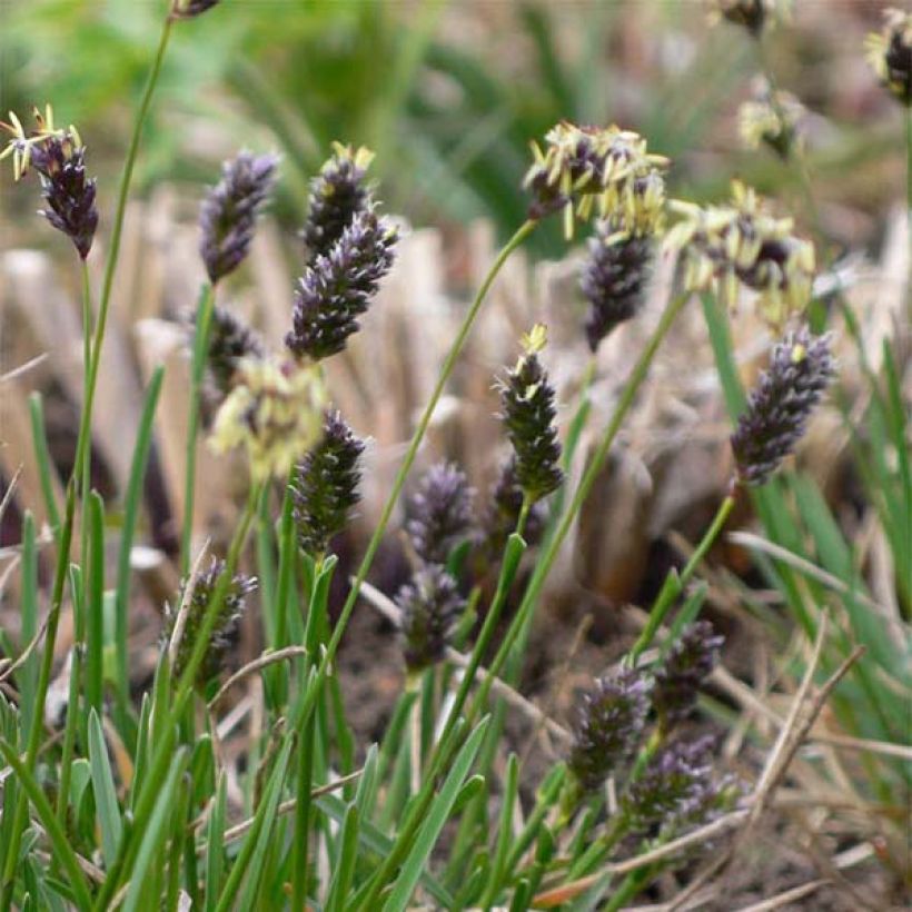 Sesleria caerulea (Flowering)