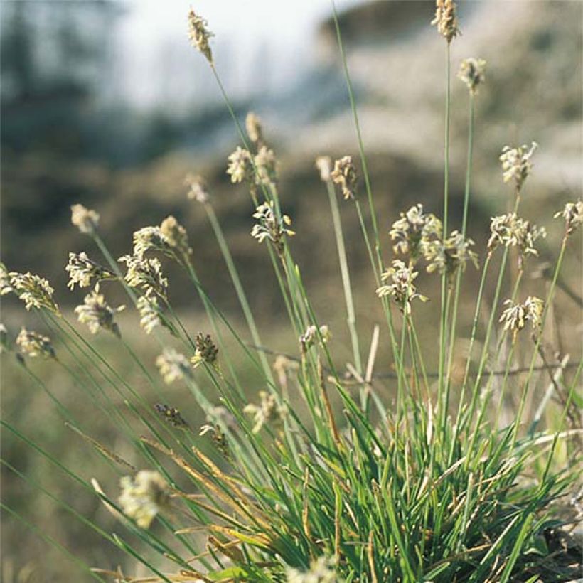 Sesleria caerulea (Plant habit)