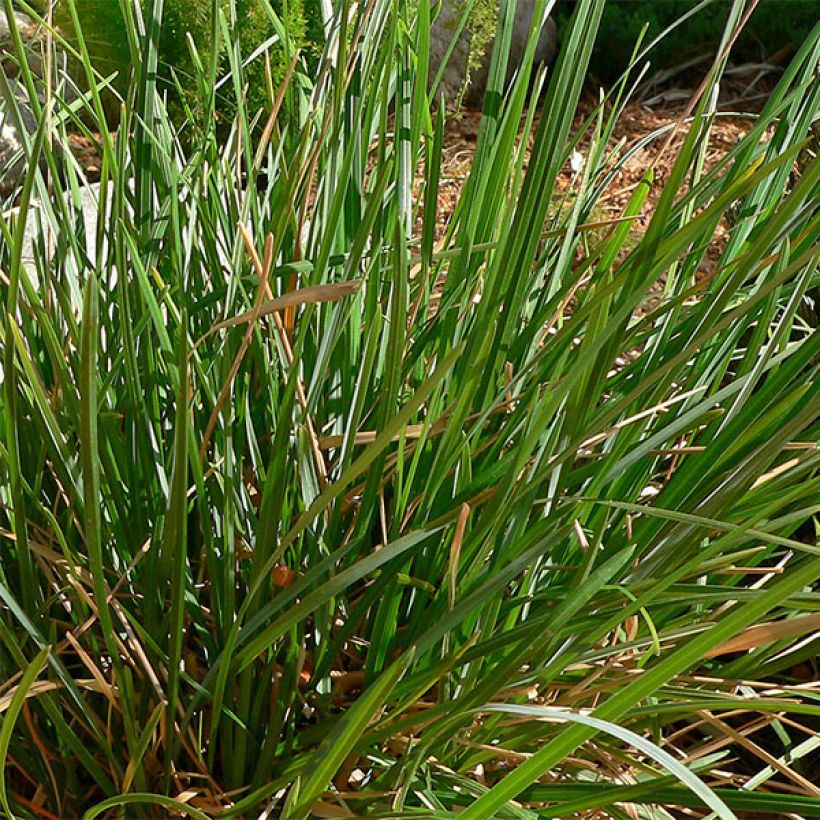 Sesleria heufleriana (Foliage)