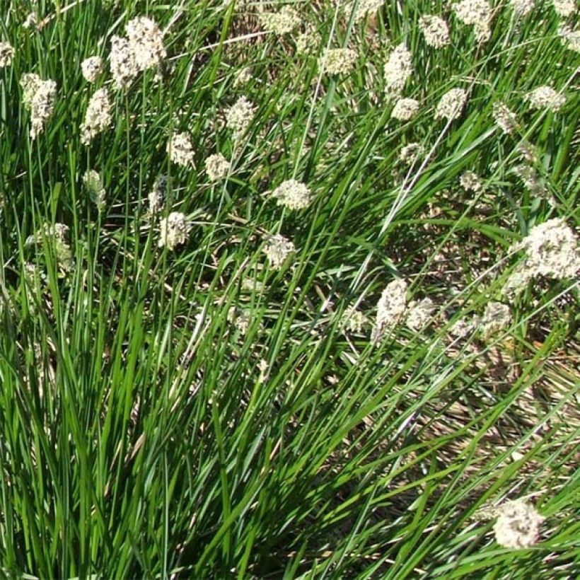 Sesleria heufleriana (Flowering)