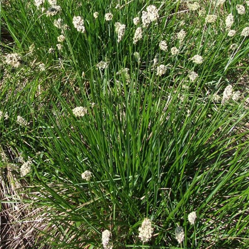 Sesleria heufleriana (Plant habit)