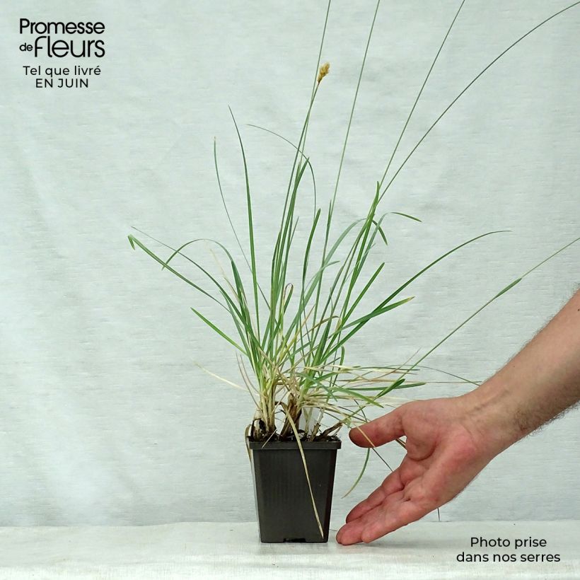 Sesleria nitida 8/9 cm pot sample as delivered in summer