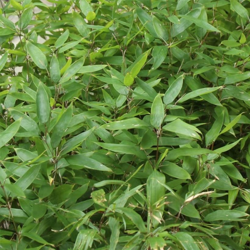 Shibataea kumasaca - Dwarf Bamboo (Foliage)