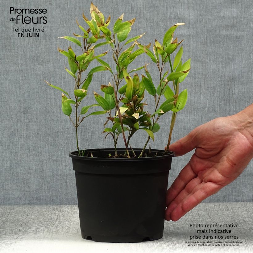 Shibataea kumasaca - Dwarf Bamboo 2L/3L pot sample as delivered in summer