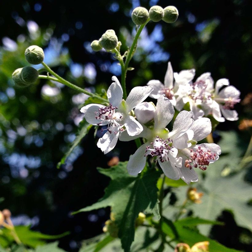 Sida hermaphrodita (Flowering)