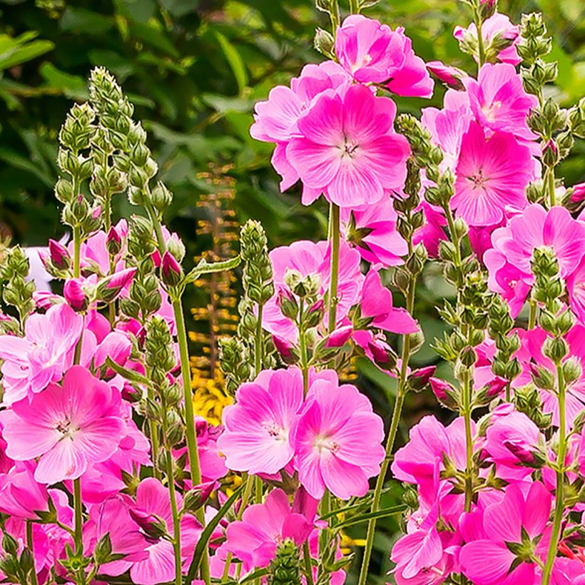 Sidalcea Candy Girl (Flowering)