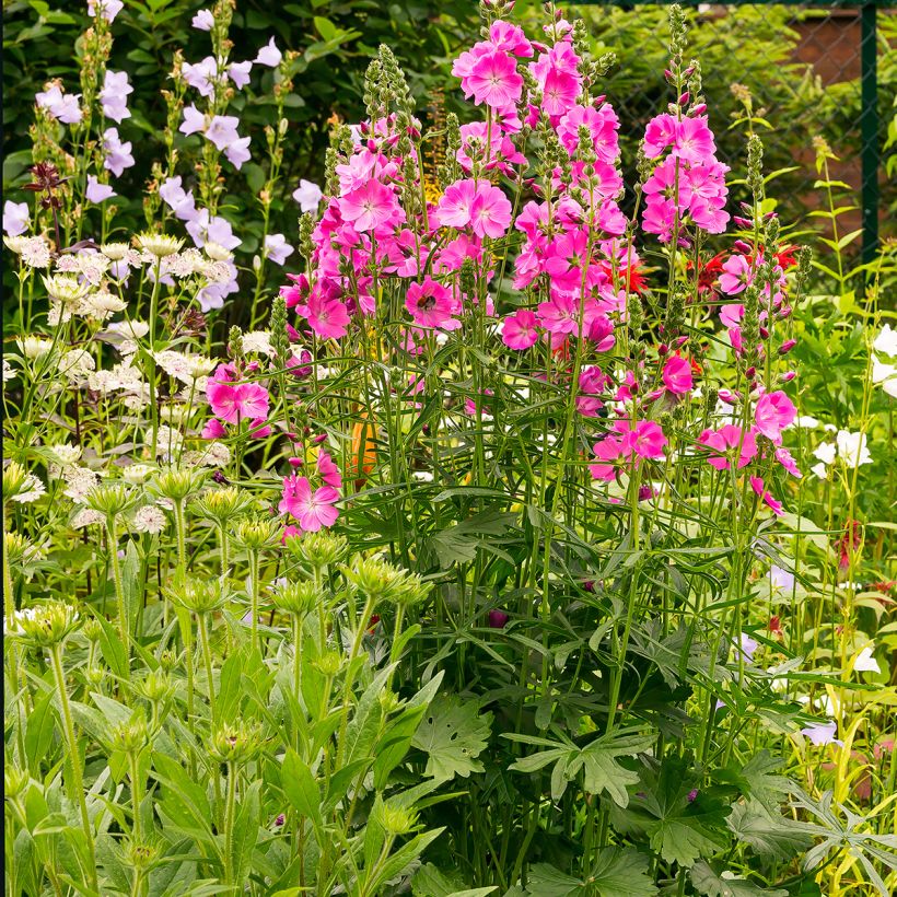 Sidalcea Candy Girl (Plant habit)