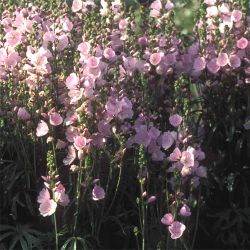 Sidalcea Little Princess (Flowering)