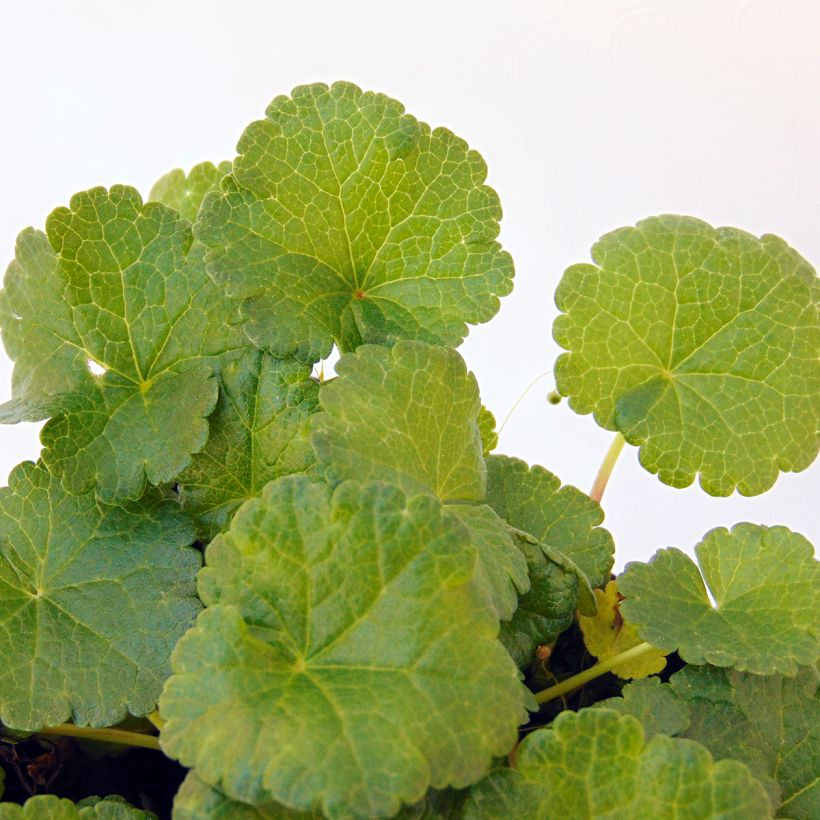 Sidalcea Little Princess (Foliage)