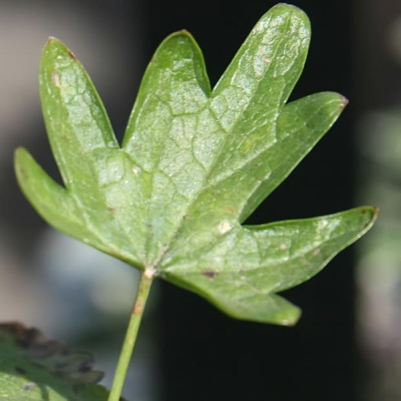 Sidalcea Party Girl (Foliage)