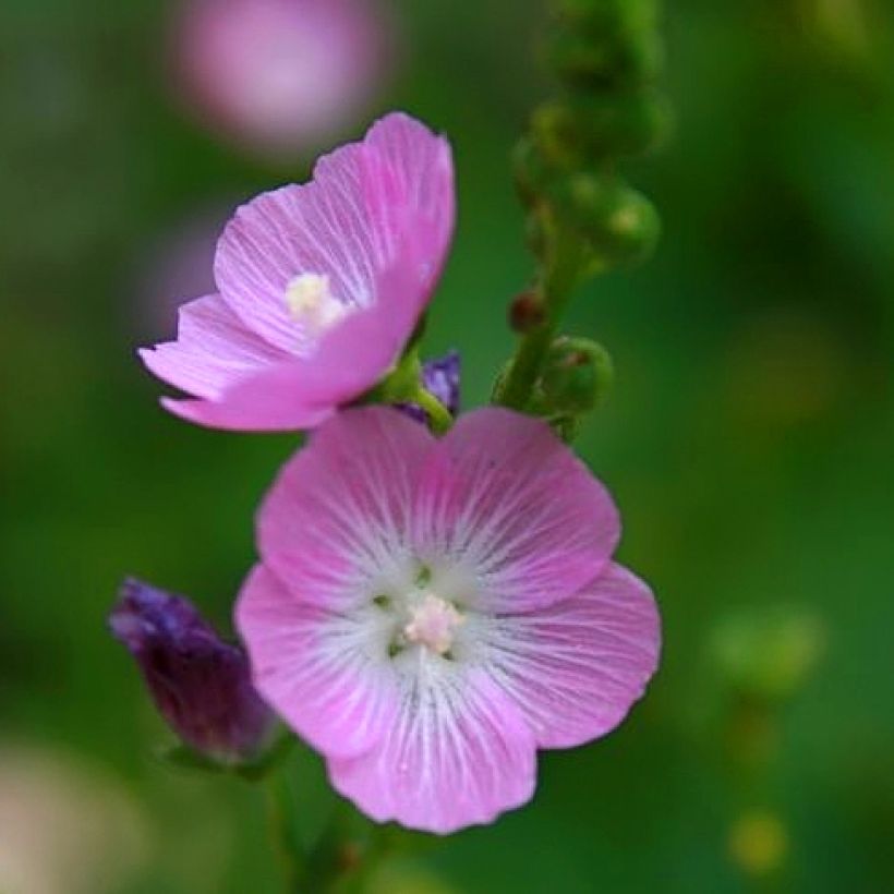 Sidalcea Party Girl (Flowering)