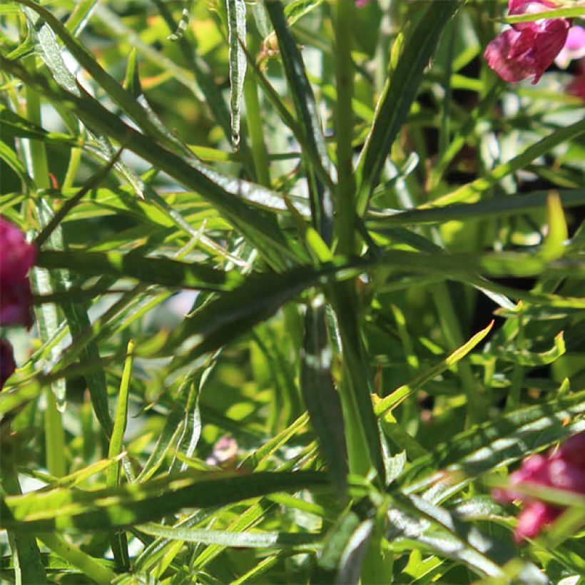 Sidalcea oregana Brilliant (Foliage)