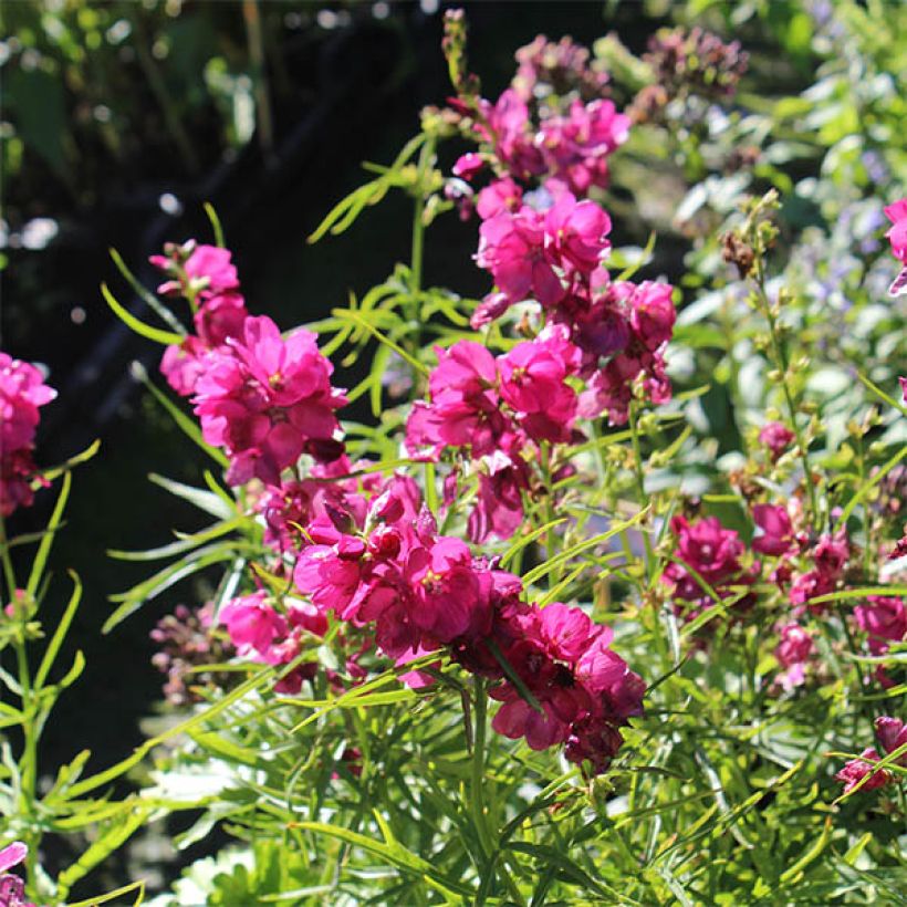 Sidalcea oregana Brilliant (Flowering)