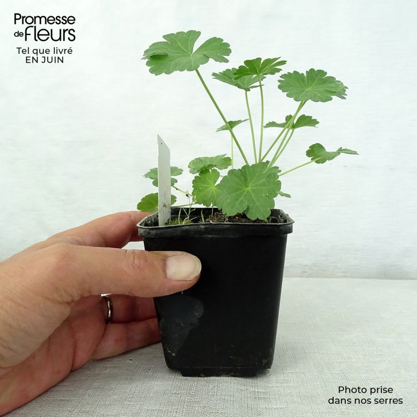 Sidalcea candida 8/9 cm pot sample as delivered in summer