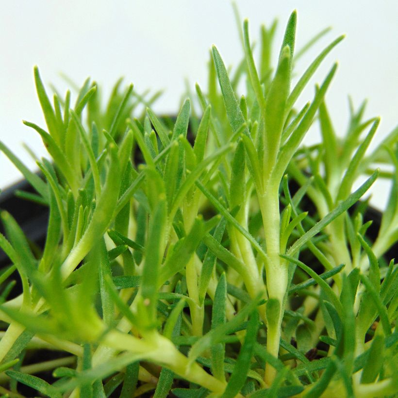 Silene acaulis (Foliage)