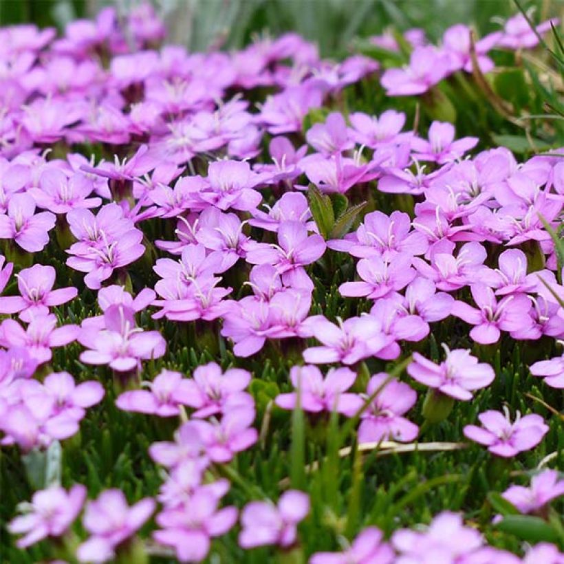 Silene acaulis (Flowering)